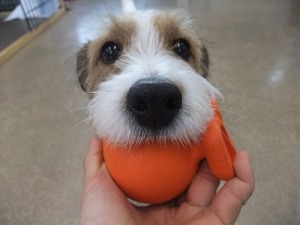 その犬に合ったものを