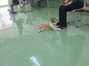 フセをすることの大切さ