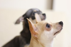 犬の十戒