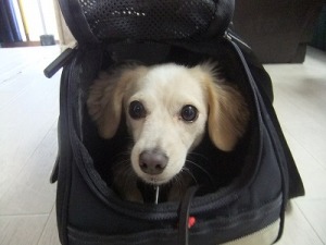 愛犬離れをしよう！