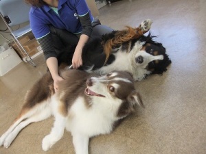 動物を飼い始める前に