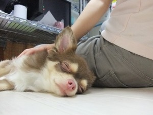 お手入れ