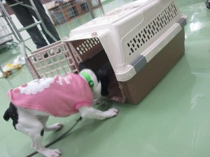 クレートに入る練習