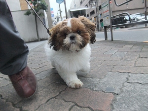 日々のお散歩