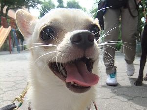 問題行動