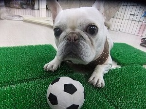 愛犬と挑戦