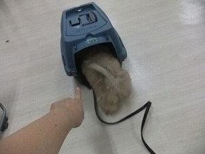 犬のおうち