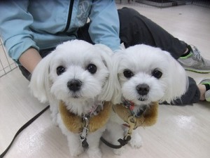 愛犬の為の法律