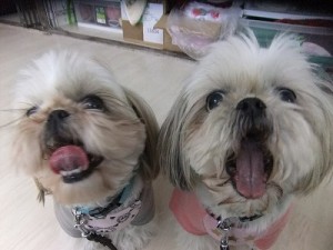 犬から人へ・・・。