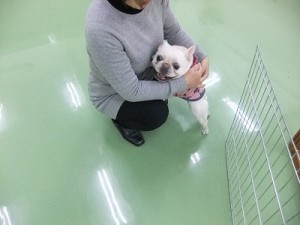 わんちゃんを迎える前に