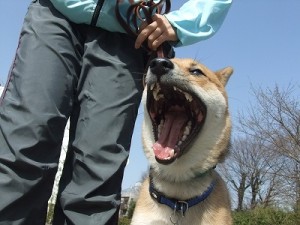吠え