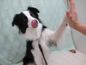 コミュニケーション