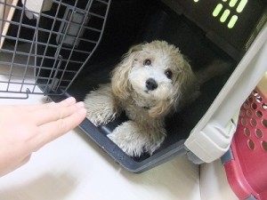 クレートトレーニングの重要性