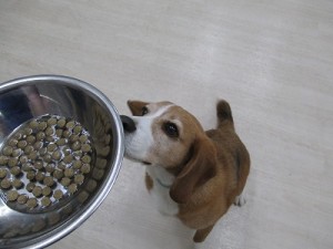 フード管理