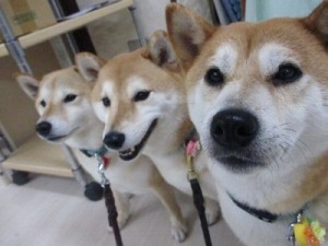 責任を持って