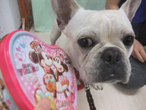 犬を飼うときは