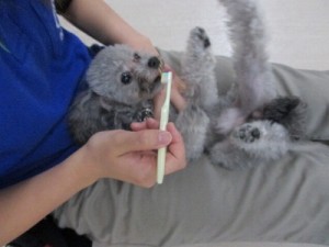 歯を大事にしよう！