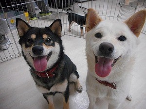 狂犬病