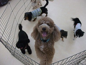 犬を飼う前に