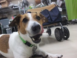 その肥満、誰のせい？