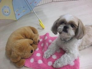 犬の言葉