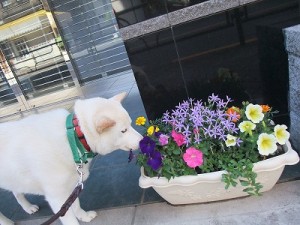 散歩のマナー