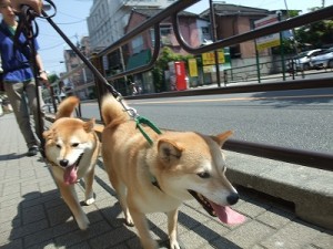 お散歩のマナー♪