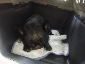 車内お留守番の危険性