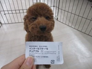 害虫予防