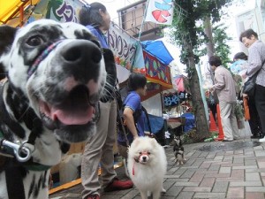 夏の散歩