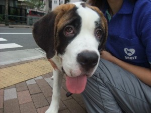 犬を飼う