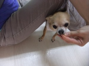 食物アレルギー