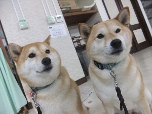 ワクチンの重要性