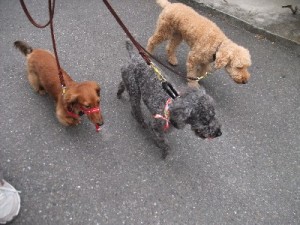 小型犬でも大切です。