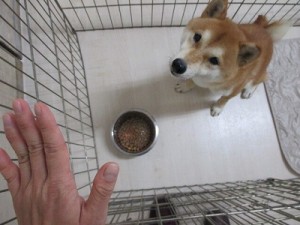 愛情のかけ方