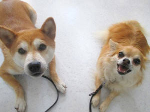 犬の寿命