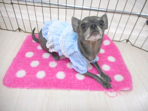 お洋服を着せる意味