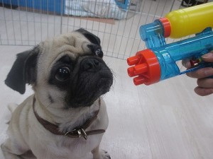 狂犬病