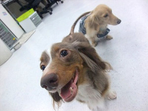 犬の足に良いものは？