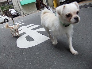 お散歩