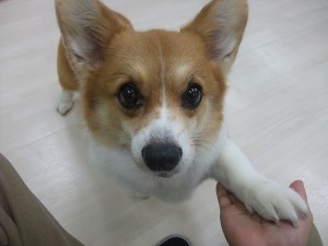 お手、おかわり