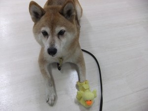 犬用の靴