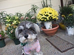 犬との生活