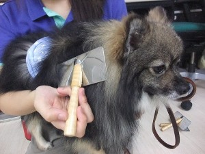 グルーミング