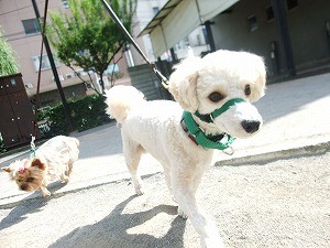 フレシキリード