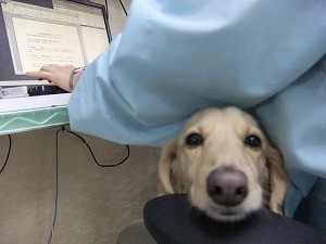 人好きわんこを目指して…