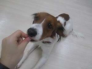 飼い主さんの愛情