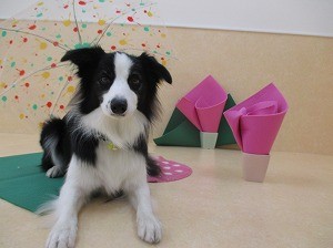ワンちゃんを飼う時に