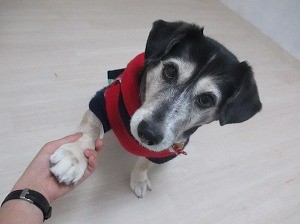 幸せな犬を一頭でも多く
