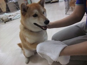 肉球ってなんであるの？